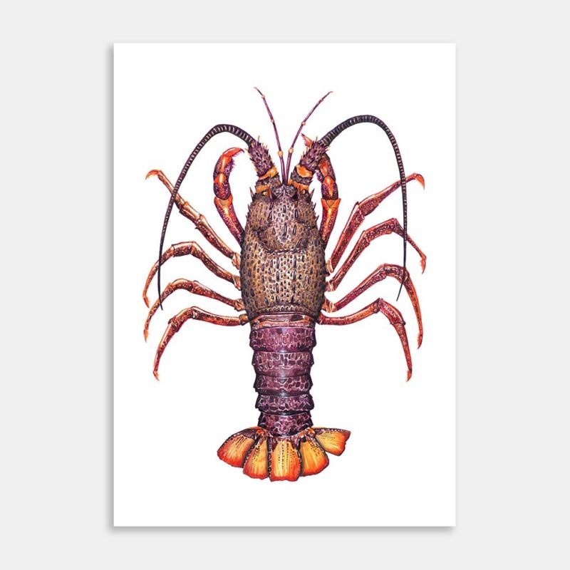 Crayfish Art Print By Matt Coates