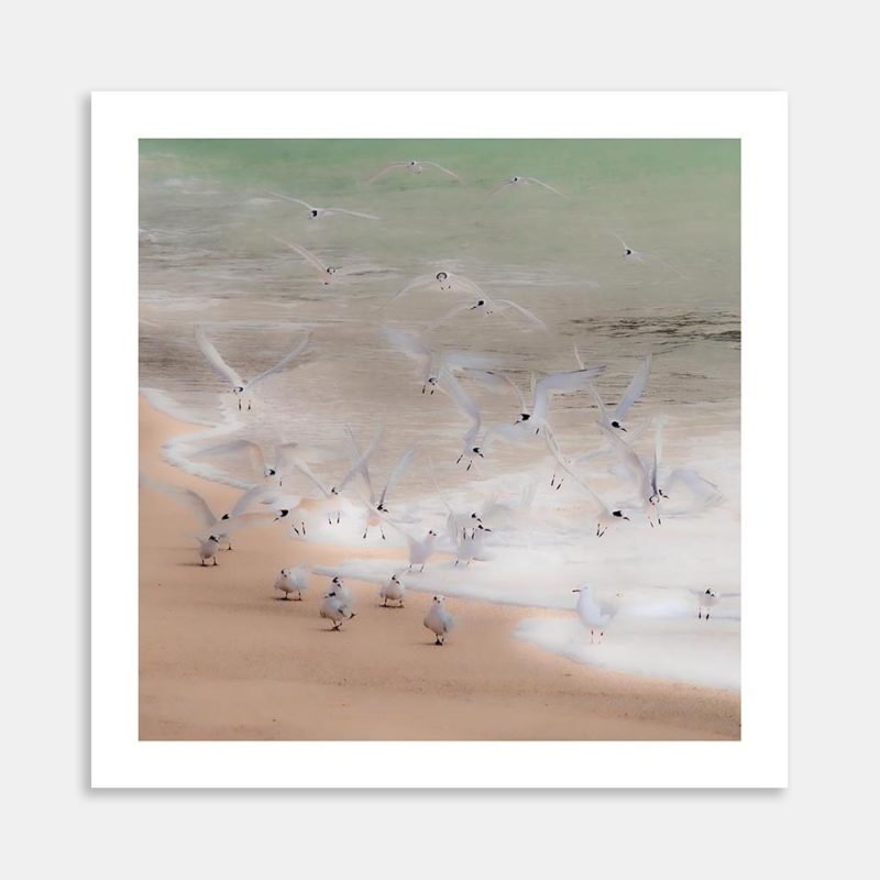 Dancing Terns Art Print By Penny Kennedy