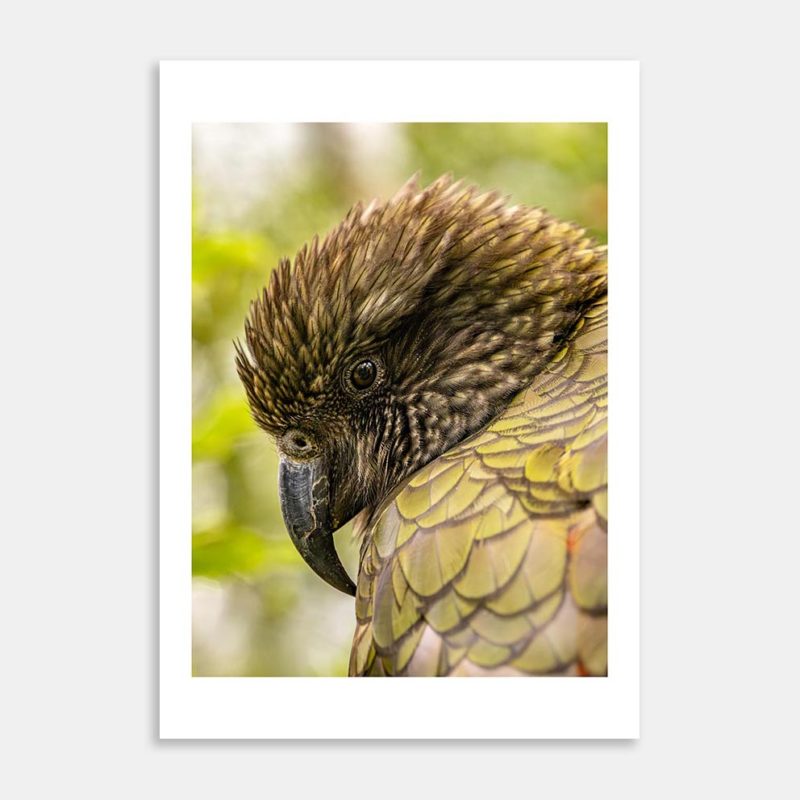 Kea Art Print By Penny Kennedy