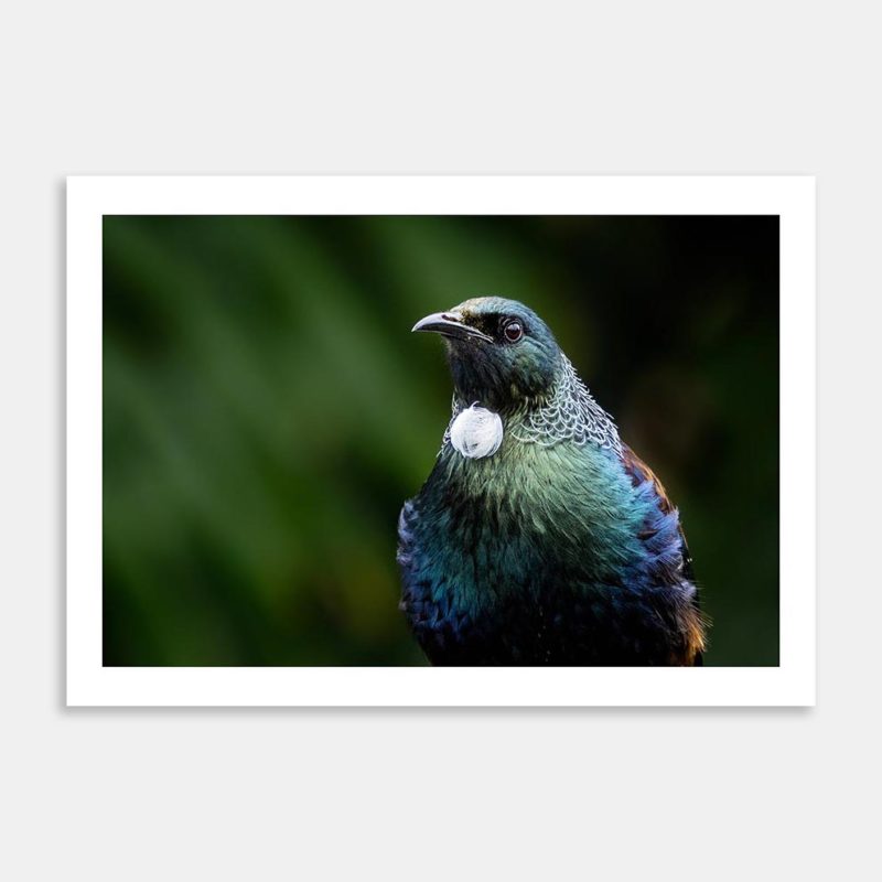 Tui Art Print By Penny Kennedy